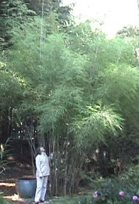 Catalog | Explore Bamboo Options Today — Tradewinds Bamboo Nursery